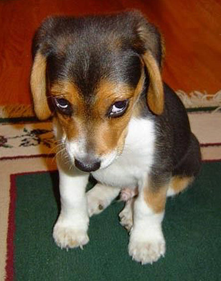 Date this sensual Brazil girl B1942 from  B1942