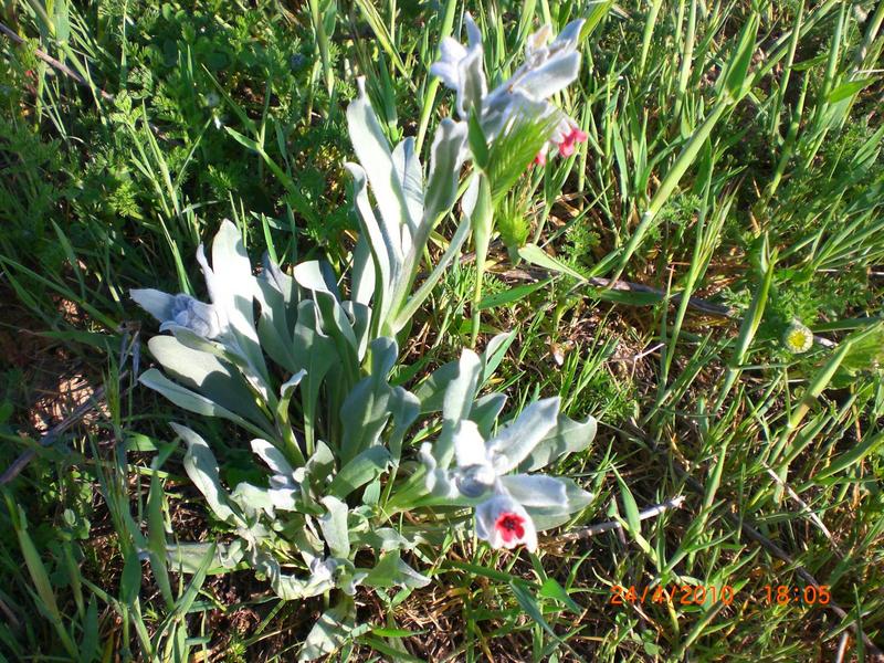 Date this funny Spain man Agusclin from Barcelona ES86