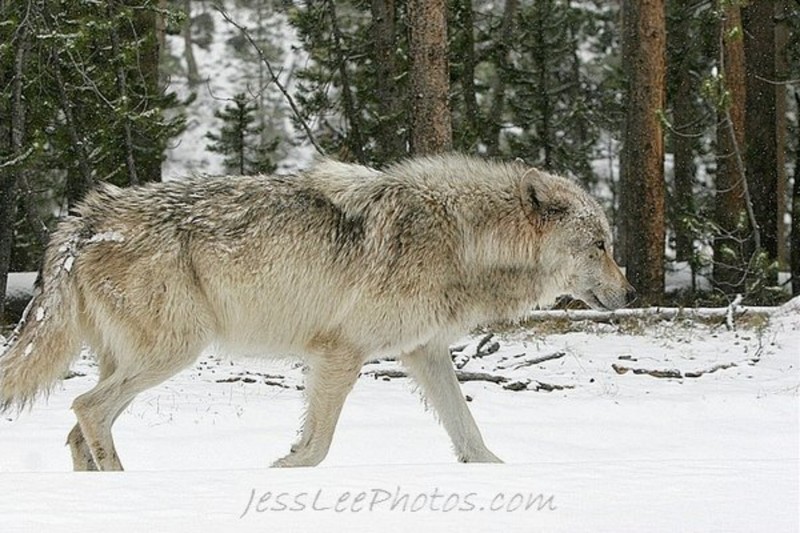 Date this sensual United States man Lycos2011 from Cincinnati US7254