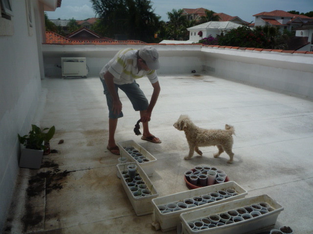 Date this exotic Dominican Republic man Caballerojacobo from Cabarete DO10006