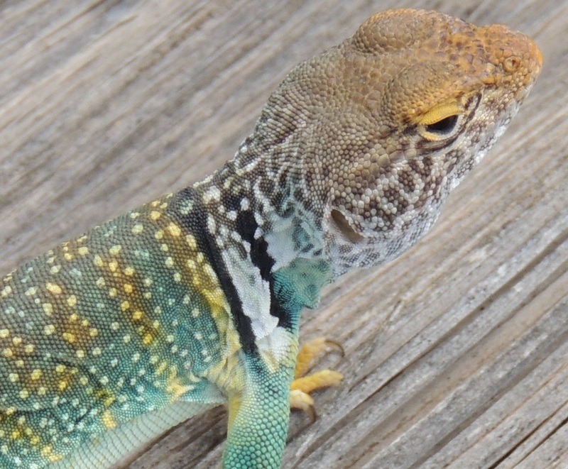 Date this fun United States man Sphinx368 from Tampa US12026